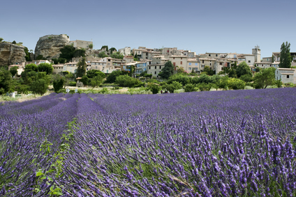 Provence Lavender Fields in France